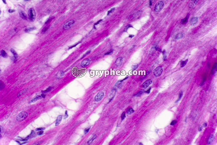 Fibres musculaires cardiaques CL x200 - gryphea.com